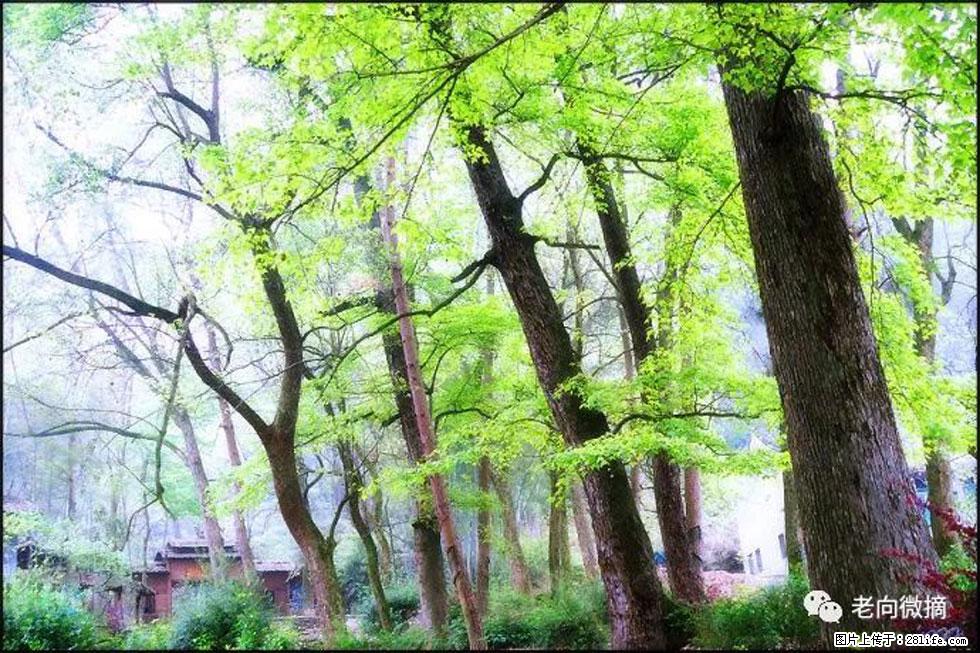 【春天,广西桂林灌阳县向您发出邀请!】在小龙村与春天约会 - 游山玩水 - 广元生活社区 - 广元28生活网 guangyuan.28life.com