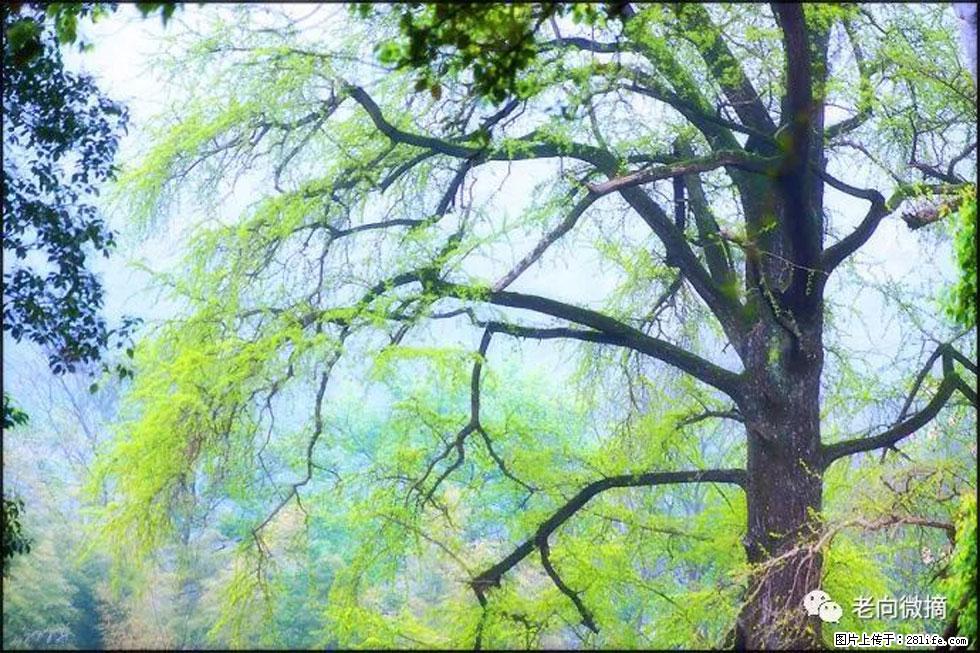 【春天,广西桂林灌阳县向您发出邀请!】在小龙村与春天约会 - 游山玩水 - 广元生活社区 - 广元28生活网 guangyuan.28life.com
