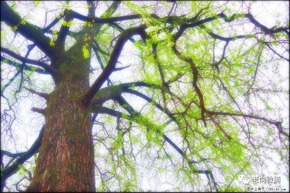 【春天,广西桂林灌阳县向您发出邀请!】在小龙村与春天约会 - 游山玩水 - 广元生活社区 - 广元28生活网 guangyuan.28life.com