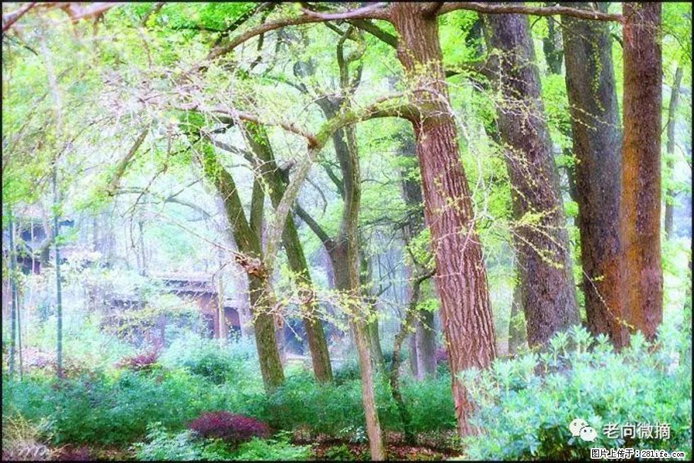 【春天,广西桂林灌阳县向您发出邀请!】在小龙村与春天约会 - 游山玩水 - 广元生活社区 - 广元28生活网 guangyuan.28life.com