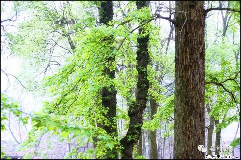 【春天,广西桂林灌阳县向您发出邀请!】在小龙村与春天约会 - 游山玩水 - 广元生活社区 - 广元28生活网 guangyuan.28life.com