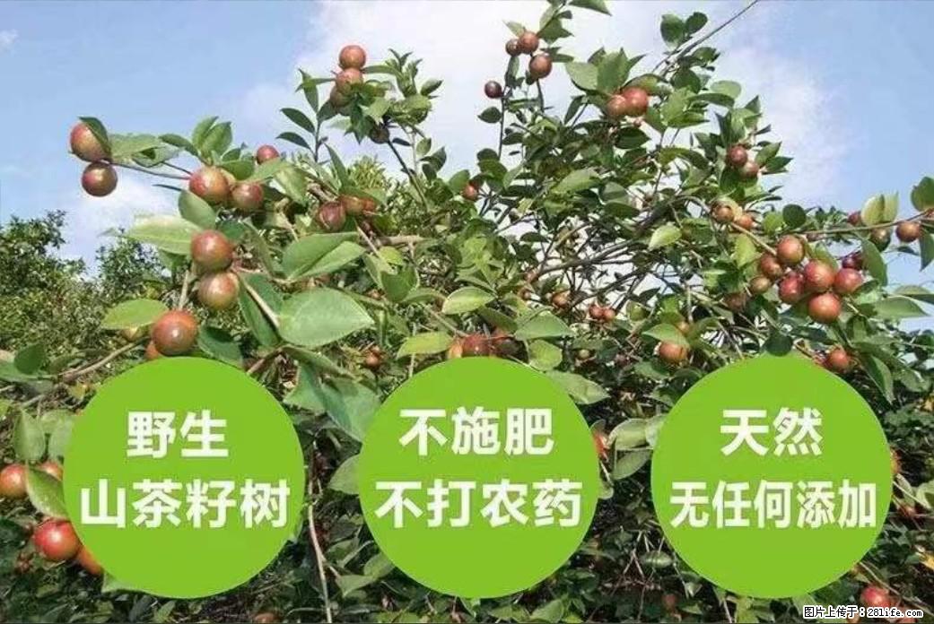 【灌阳县油茶产业示范区】一个有着充实的精神生活的人,对待身外之物自会有一种淡泊的态度 - 美食天地 - 广元生活社区 - 广元28生活网 guangyuan.28life.com