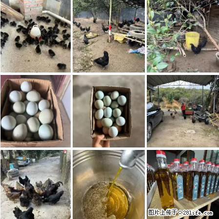 油茶园从小鸡仔开始养起的纯土鸡、土鸡蛋可以预定啦！还有前几天刚榨的纯山茶油哦 - 土特产 - 饮食特产 - 广元分类信息 - 广元28生活网 guangyuan.28life.com
