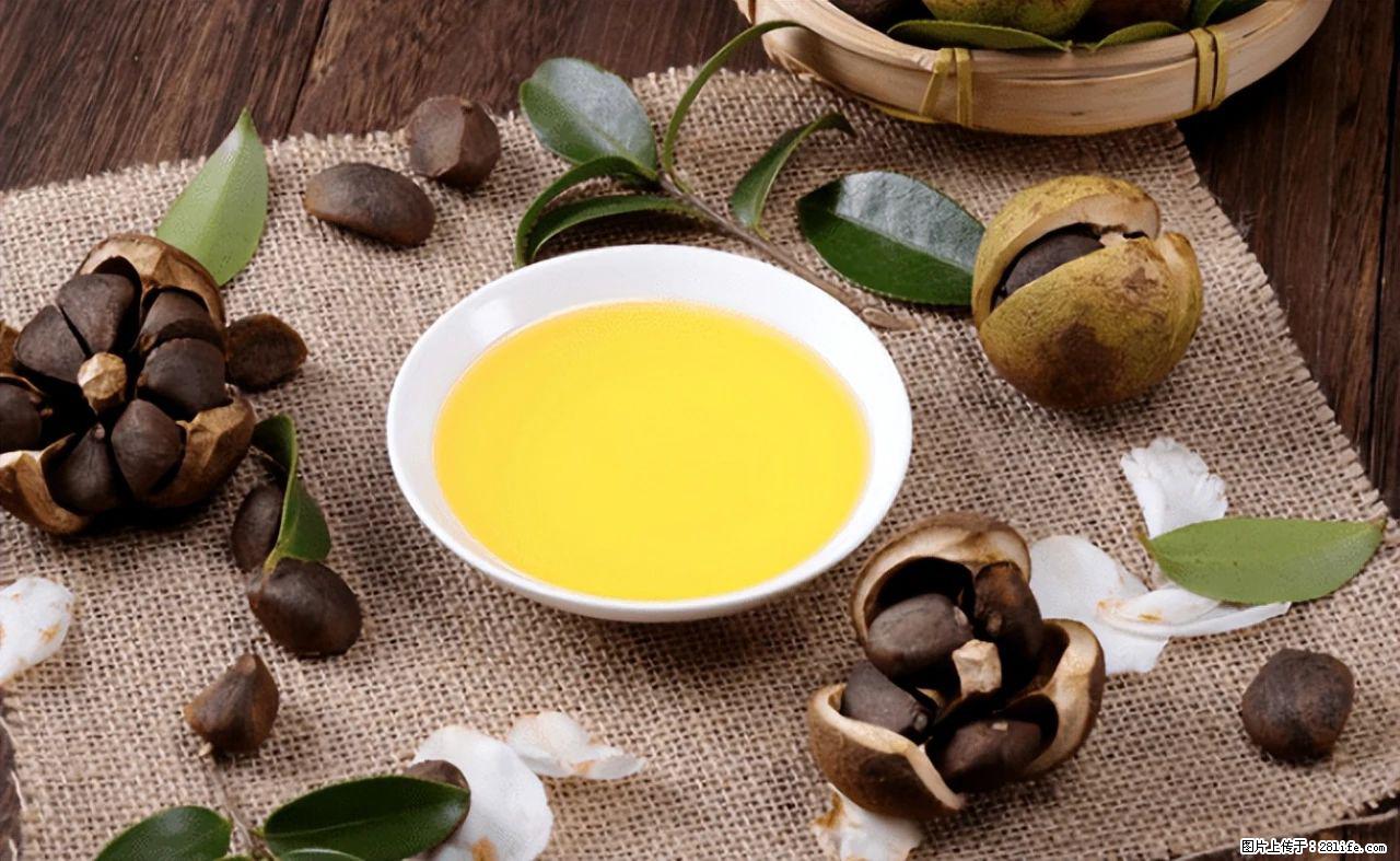 揭秘茶油的5大核心营养成分！被称为人体健康的“守护盾”！ - 广元生活资讯 - 广元28生活网 guangyuan.28life.com