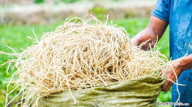 堪称“最难吃”的蔬菜，却是 “抗辐射神器”，还能护肺、清热、止咳化痰！ - 广元生活资讯 - 广元28生活网 guangyuan.28life.com