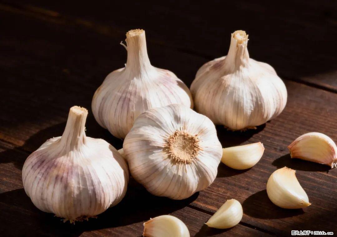 关于大蒜，除了“天然抗生素”，这4个谣言更该警惕! - 广元生活资讯 - 广元28生活网 guangyuan.28life.com