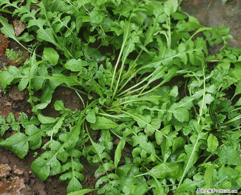 这些蔬菜是“天然钙片”，这6种被医生重点推荐 - 广元生活资讯 - 广元28生活网 guangyuan.28life.com