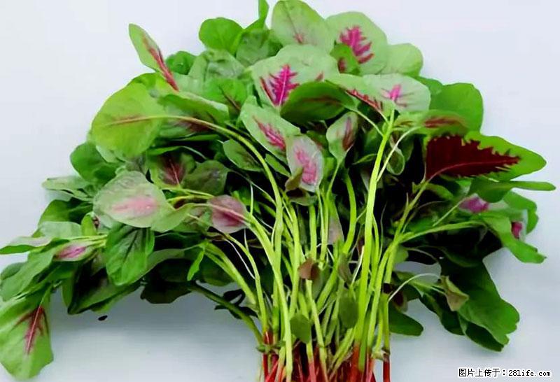 这些蔬菜是“天然钙片”，这6种被医生重点推荐 - 广元生活资讯 - 广元28生活网 guangyuan.28life.com