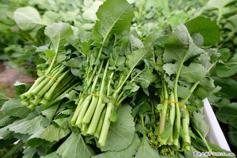 这些蔬菜是“天然钙片”，这6种被医生重点推荐 - 广元生活资讯 - 广元28生活网 guangyuan.28life.com